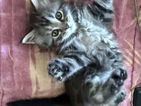 Maine Coon LOOF 1000 19000 Tulle
