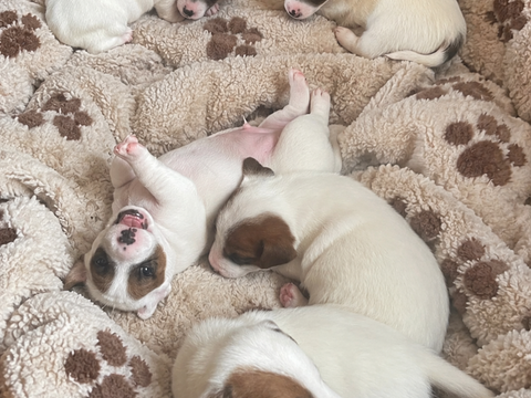 Chiots Jack Russell 650 45420 Dammarie-en-puisaye
