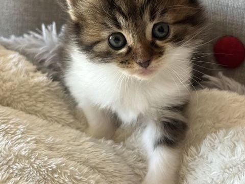Ch&acirc;trons, m&egrave;re crois&eacute;e Maine coon 0 31470 Saint-lys