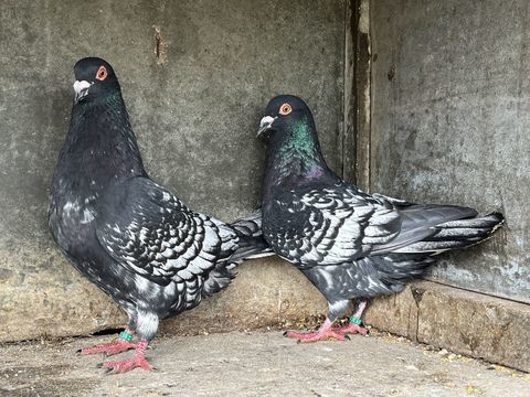 Pigeons : T&ecirc;te color&eacute;e de Brive  20 24100 Bergerac