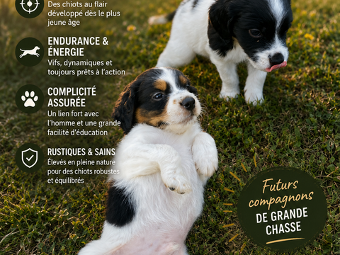 chiots &eacute;pagneul breton pie noire 300 70700 Oiselay-et-grachaux