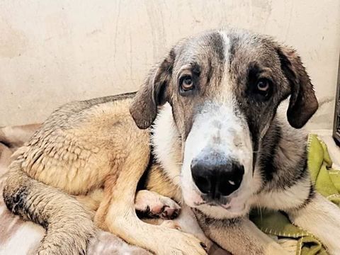 ORION 300 95610 �ragny