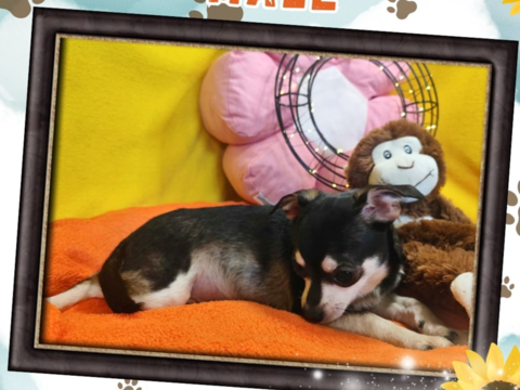 Chiot chihuahua m&acirc;le poils courts 500 18140 Pr�cy