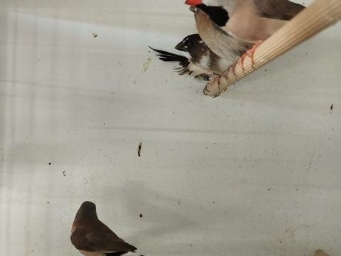 Couple de diamant longue queue de heck 30 86600 Saint-sauvant