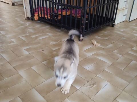 chiot husky femelle 600 10180 Saint-ly