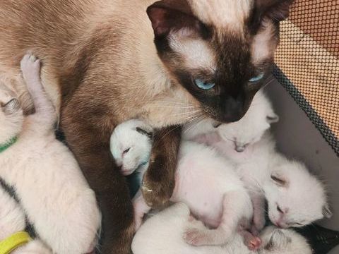 Chaton siamois 850 59160 Lomme