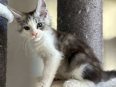 Maine Coon - Disponible 1000 83100 Toulon
