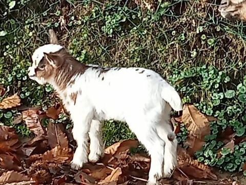 Bouc nain 130 50300 Avranches