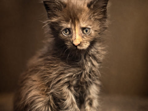 Chaton Maine Coon Loof disponible 1350 27310 Bourg-achard