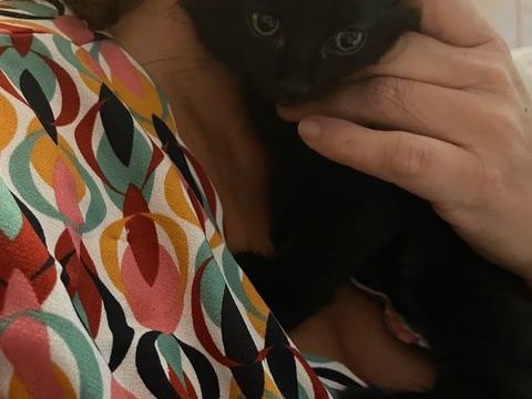 Magnifiques chatons 0 91700 Sainte-genevive-des-bois