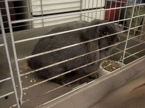 Lapin nain b&eacute;lier 30 28260 Anet