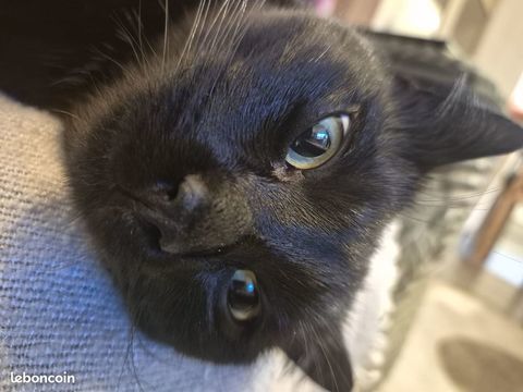 Chat (adorable) &agrave; adopter 0 01630 Saint-genis-pouilly