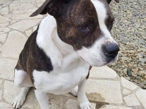 Ruby, crois&eacute;e bulldog am&eacute;ricain &agrave; adopter 330 35520 La mézière