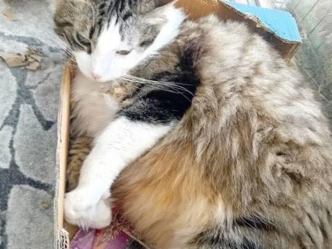 Simba 180 26100 Romans-sur-is�re