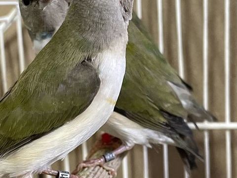 Diamant de gould 80 49120 Chemill�