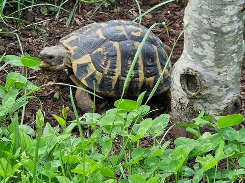 Tortue 17  ans 320 91620 La ville-du-bois