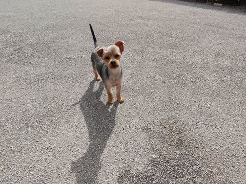 Chiot male Yorkshire terrier . 750 87320 Darnac