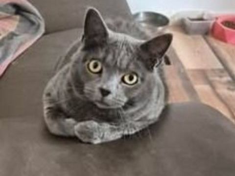 Chat MIMINE &agrave; l adoption 200 26130 Saint-paul-trois-ch�teaux