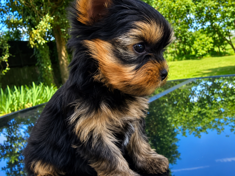 Magnifiques chiots Yorkshire Terrier Lof 2100 38140 Apprieu