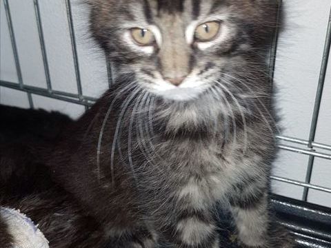 Maine coon  1380 78980 Saint-illiers-le-bois