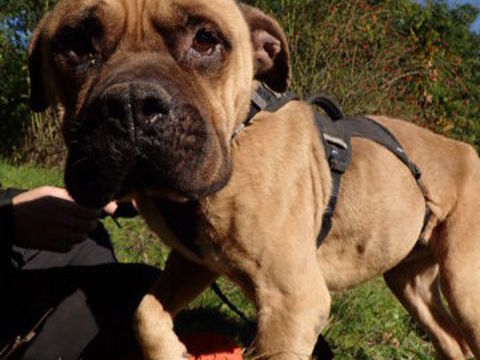 Gengis &agrave; l'adoption, en urgence !! 300 69001 Lyon