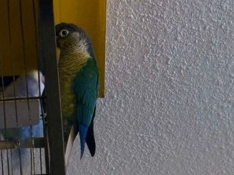 Bonjour je recueille perruches et autres perroquets 0 54300 Lunville