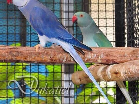  perruche a collier mutations 120 01000 Saint-denis-ls-bourg