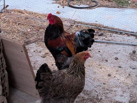 Couple de poule Brahma 1 an 50 81110 Dourgne