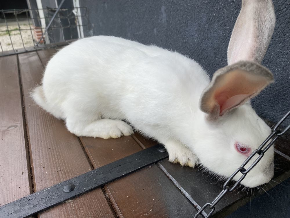   Lapin, géant des Flandres 
