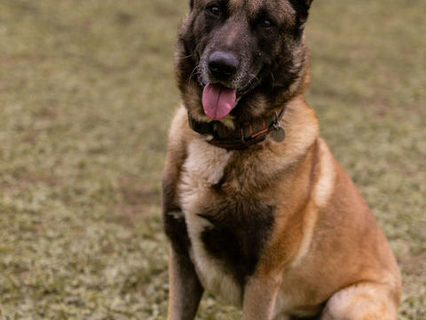 Lucky, malinois m&acirc;le, 10 ans, Montauban (82) 0 82000 Montauban