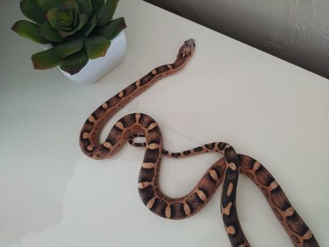 Serpent des bl&eacute;s scaleless femelle 150 26270 Loriol-sur-drôme