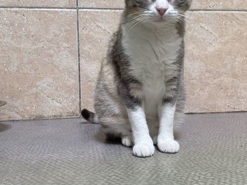 WALLIE 130 26700 Pierrelatte