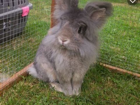 Lapins t&ecirc;te de lion 10 36190 Orsennes