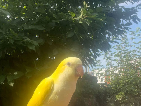 Conure souris tr&egrave;s apprivois&eacute;e qui parle 500 75013 Paris