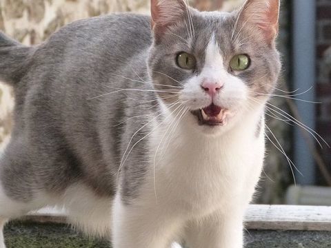 urgent pour THAIS 6 ans à adopter sans chat 1 76220 Gournay-en-bray