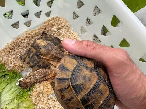  deux tortues M&acirc;le et femelle 185 69330 Meyzieu