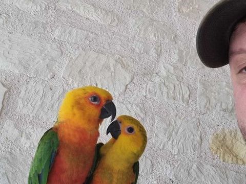 Couple conure jandaya EAM 500 86380 Marigny-brizay