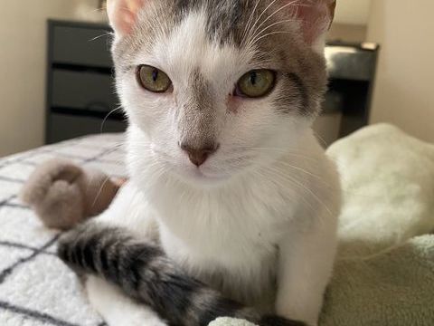 Chatons ??? 150 89100 Paron