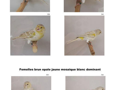 Canaris brun opale jaune mosa&iuml;que 15 95000 Cergy