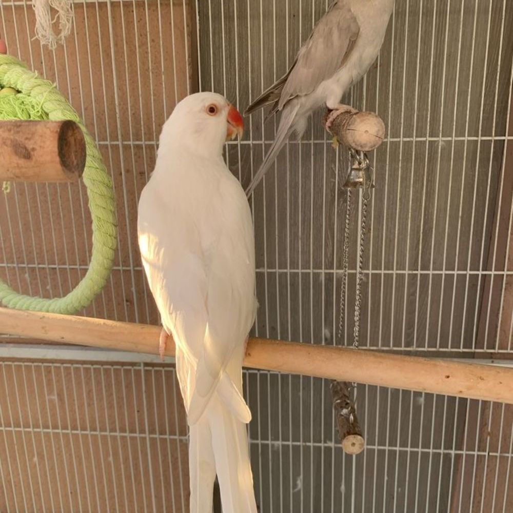   Couple de perruche à collier 