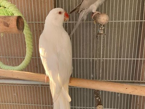 Couple de perruche &agrave; collier 250 93600 Aulnay-sous-bois