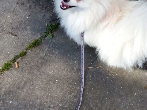 Spitz 1000 77000 Melun