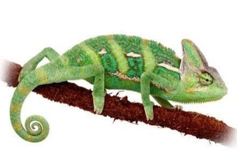Couple cameleons casqué du yemen 8 mois 130 87250 Saint-pardoux
