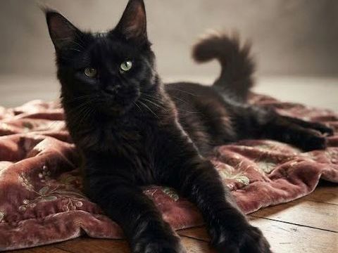 Superbe maine coon femelle loof 1500 51100 Reims