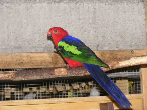 Mâle et Femelle Perruche ROYALE à ailes vertes 0 85140 Les essarts