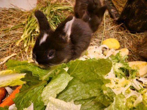 Lapins angoras anglais 0 31420 Benque