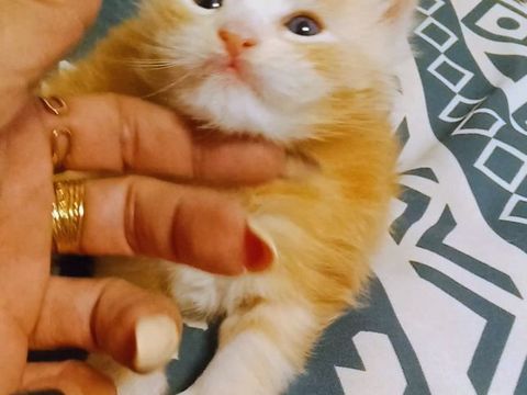 Magnifique B&eacute;b&eacute; Maine Coon m&acirc;le Red Silver 1600 77300 Fontainebleau