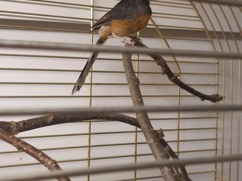 Merle Shama femelle 200 95600 Eaubonne