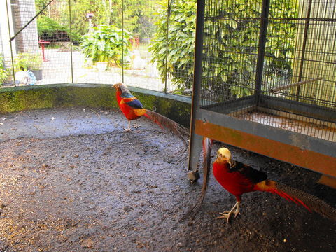 C&eacute;de oiseaux
10 79500 Saint-g�nard