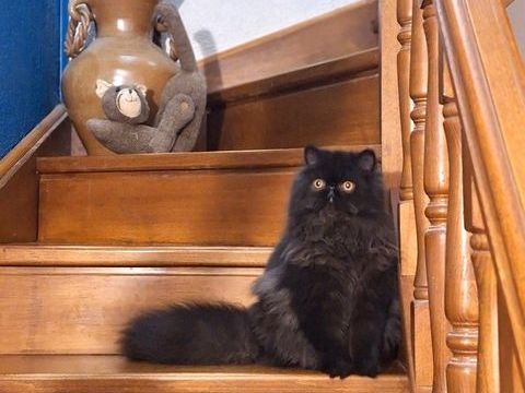 CHATON PERSAN 900 30340 Rousson